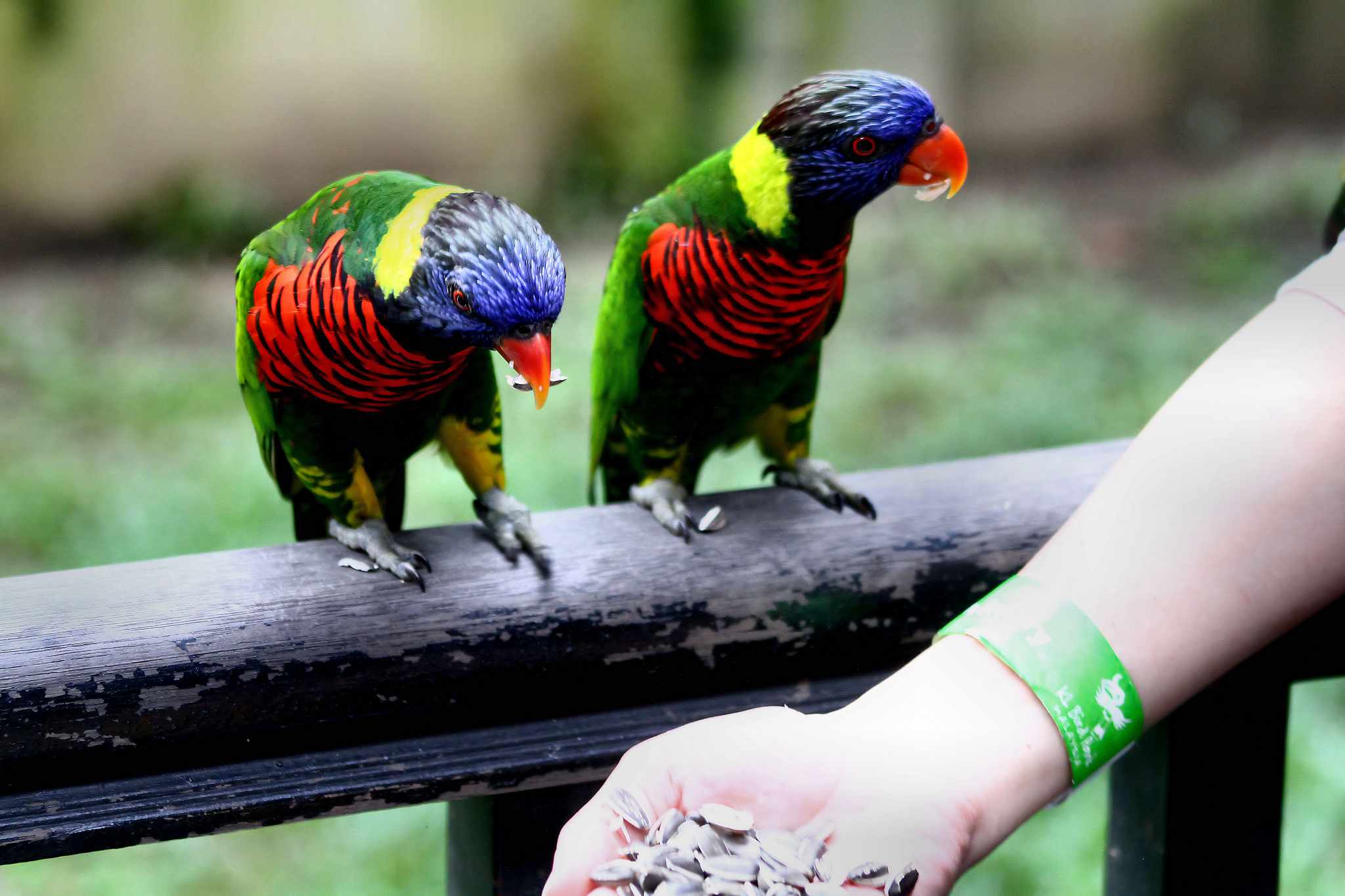 Dos pájaros multicolores se alimentan de semillas en el Parque de las Aves de Kuala Lumpur