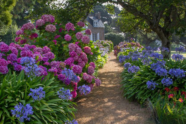 Un camino de coloridas hortensias conduce a una casa rural