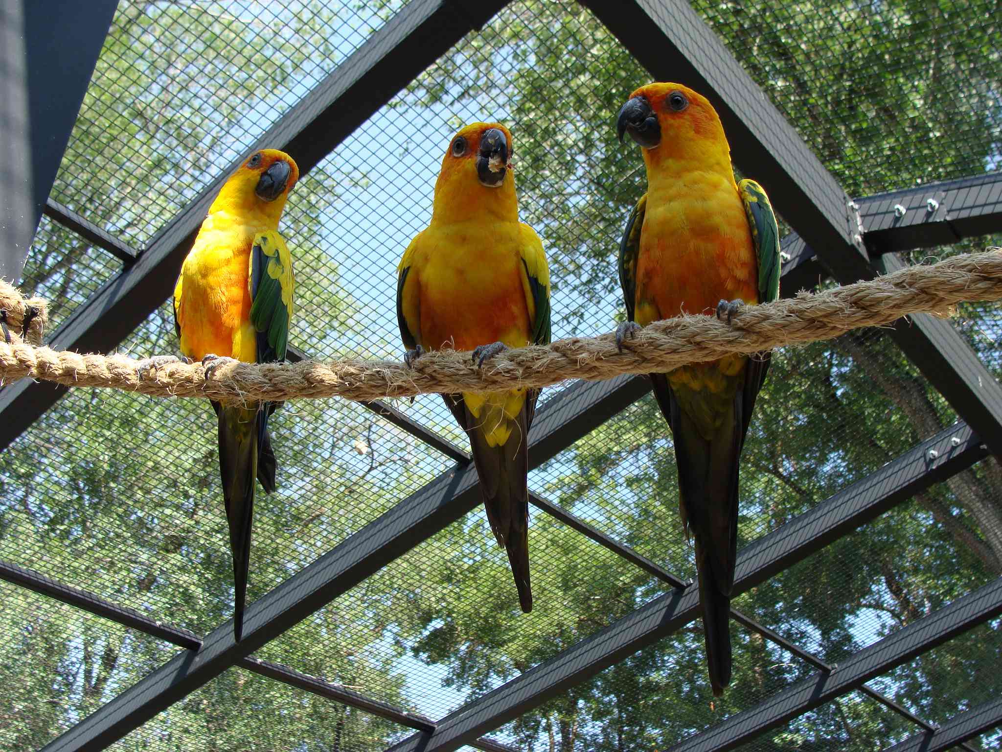 Tres conuros de color naranja amarillento descansan sobre una cuerda