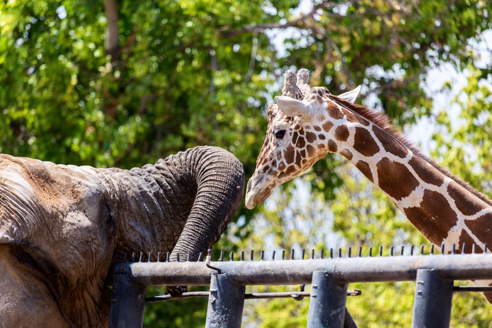 elefante y jirafa pasando el rato en el zoo
