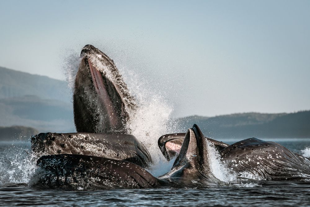 manada de ballenas jorobadas brincando y alimentándose