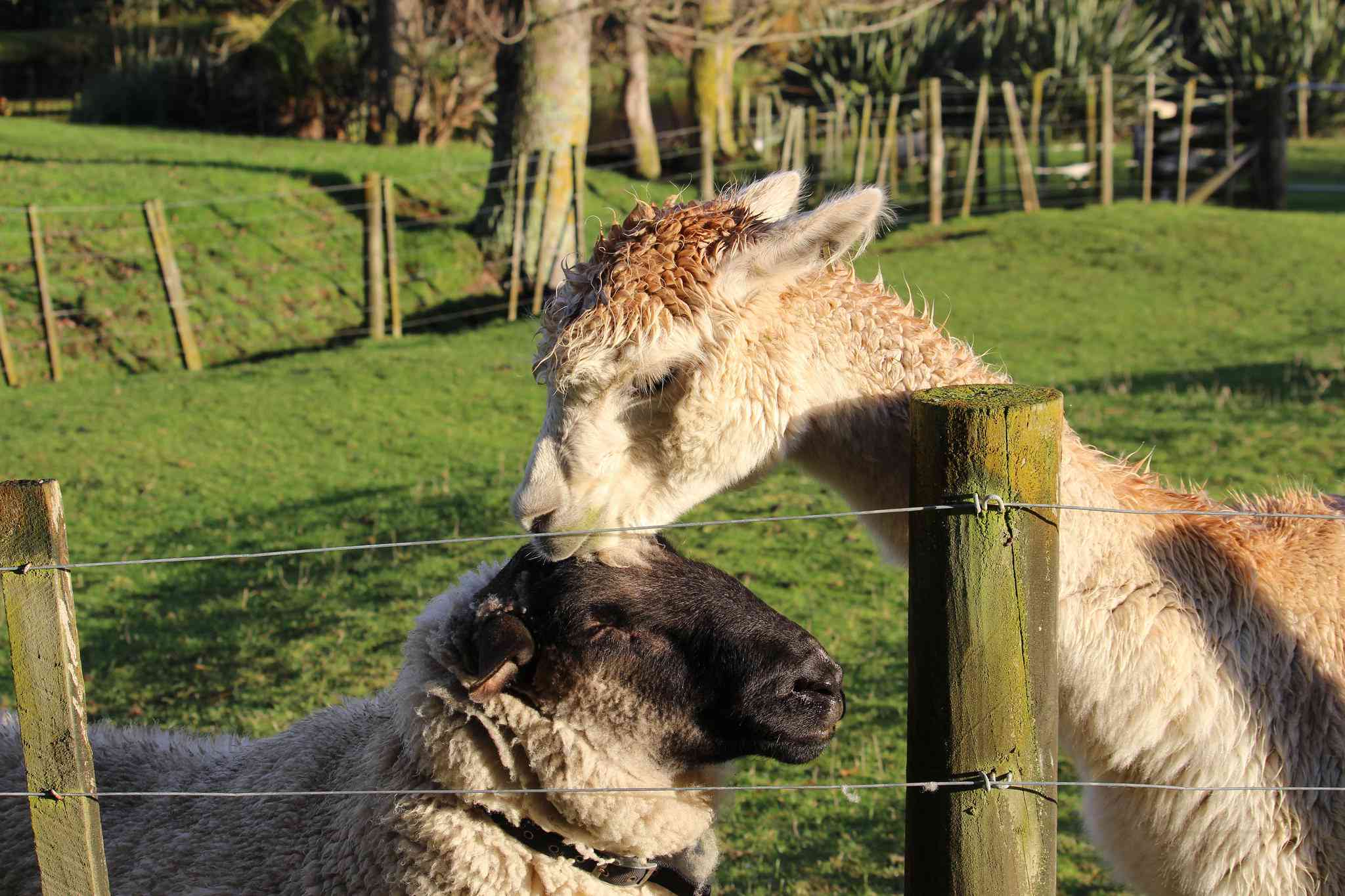 A llama nuzzles its sheep friend.
