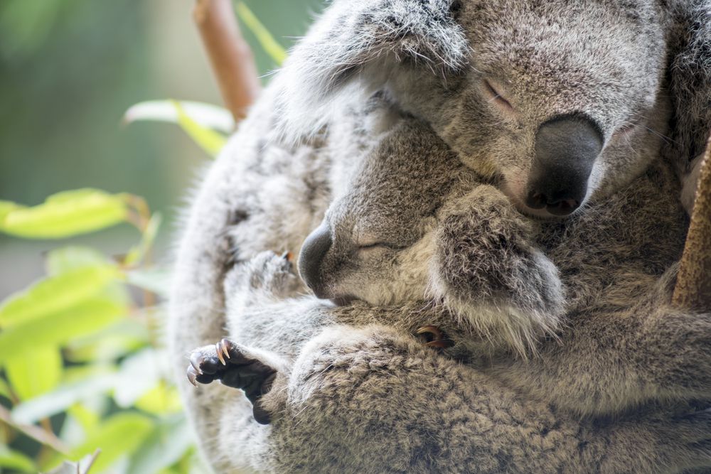 madre y bebé koala abrazados