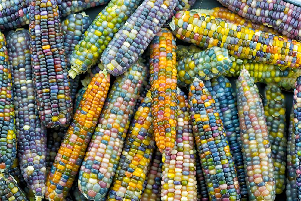 Rainbow corn