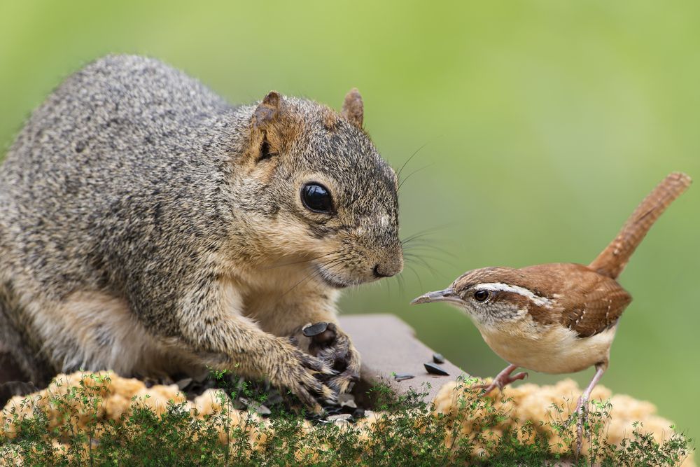 squirrel hanging out with a wren