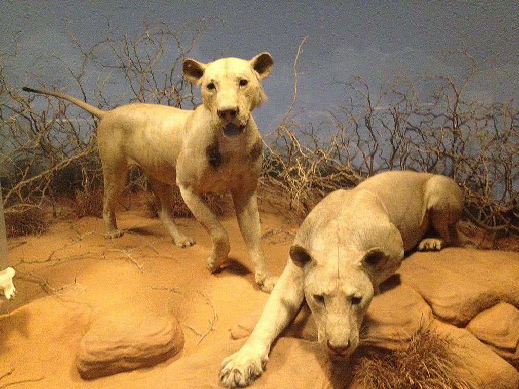 Los leones devoradores de hombres de Tsavo en el Museo Field de Historia Natural