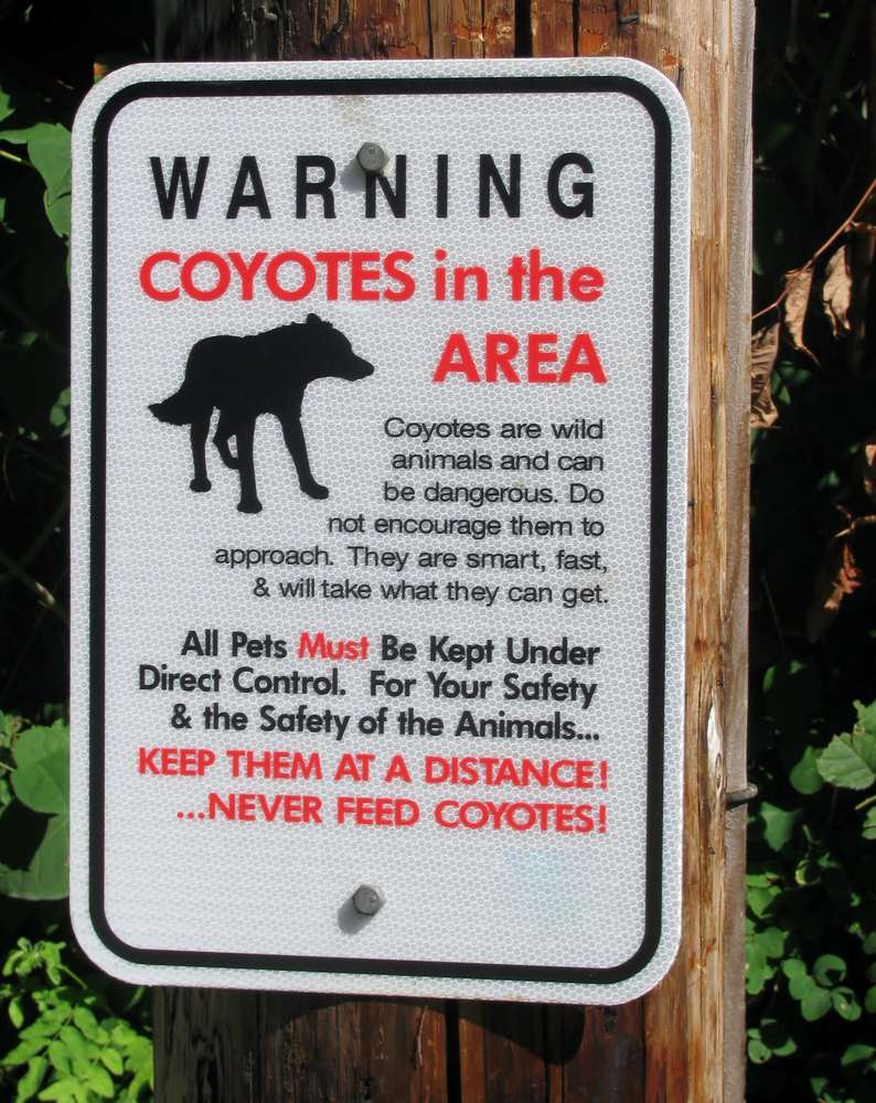 Presta atención a las señales que alertan a los excursionistas sobre los depredadores de la zona. Los perros pequeños pueden parecer presas tentadoras en el sendero.