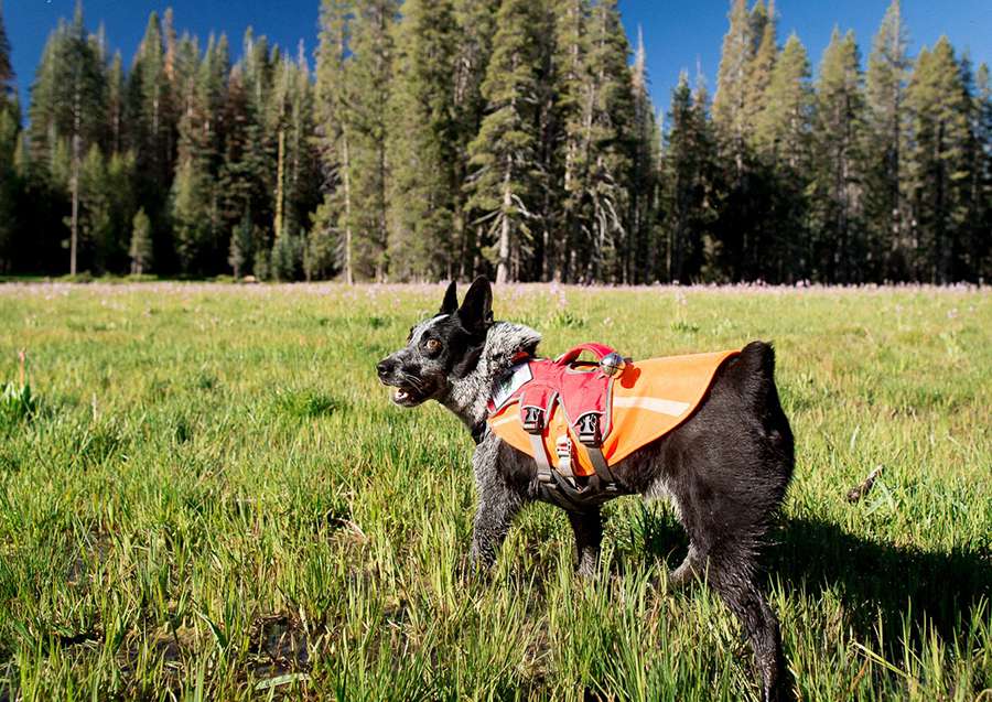 Equipamiento como un arnés, un chaleco naranja para ser visible y un cascabel para osos pueden ser piezas útiles cuando vayas de excursión con tu perro por el campo.