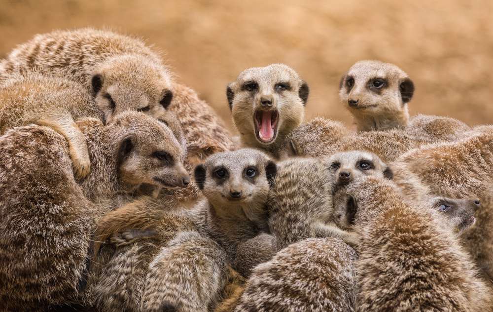 grupo de suricatas, una con la boca abierta