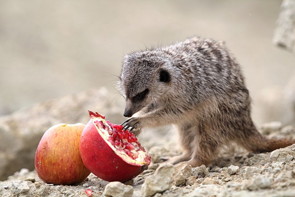 joven suricata comiendo fruta