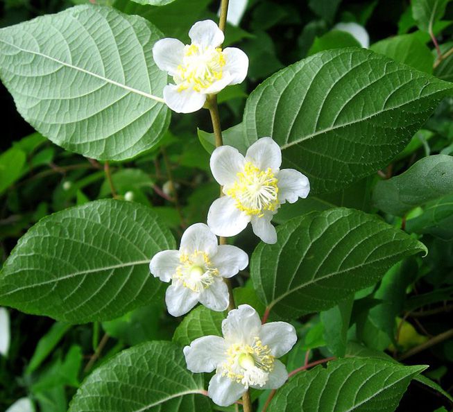 Las flores de Actinidia polygama, o vid de plata