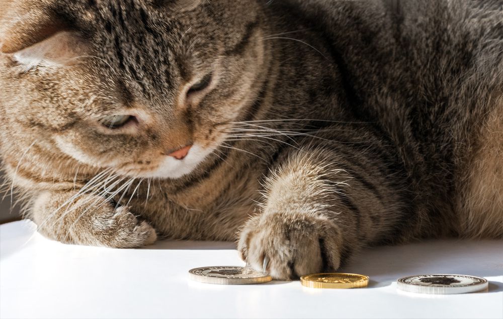 gato jugando con monedas