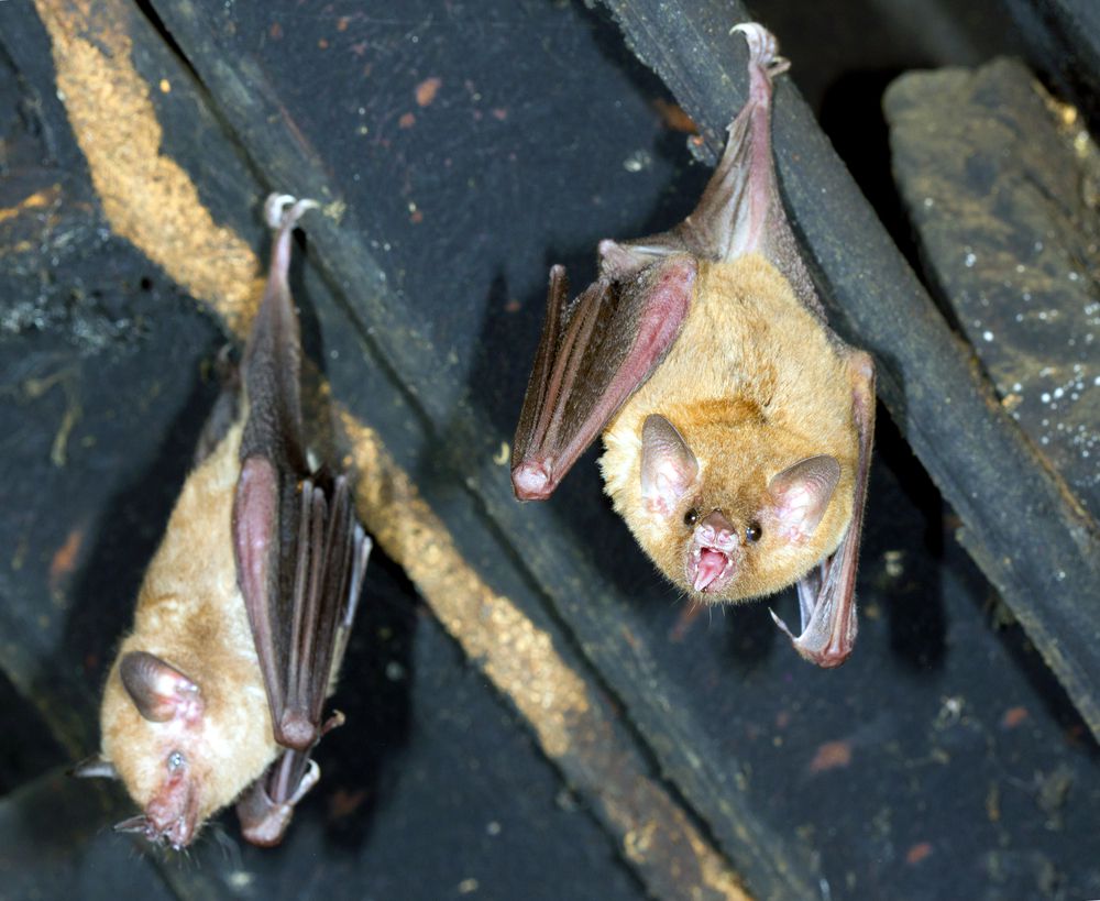Dos murciélagos cuelgan boca abajo de una viga en un ático