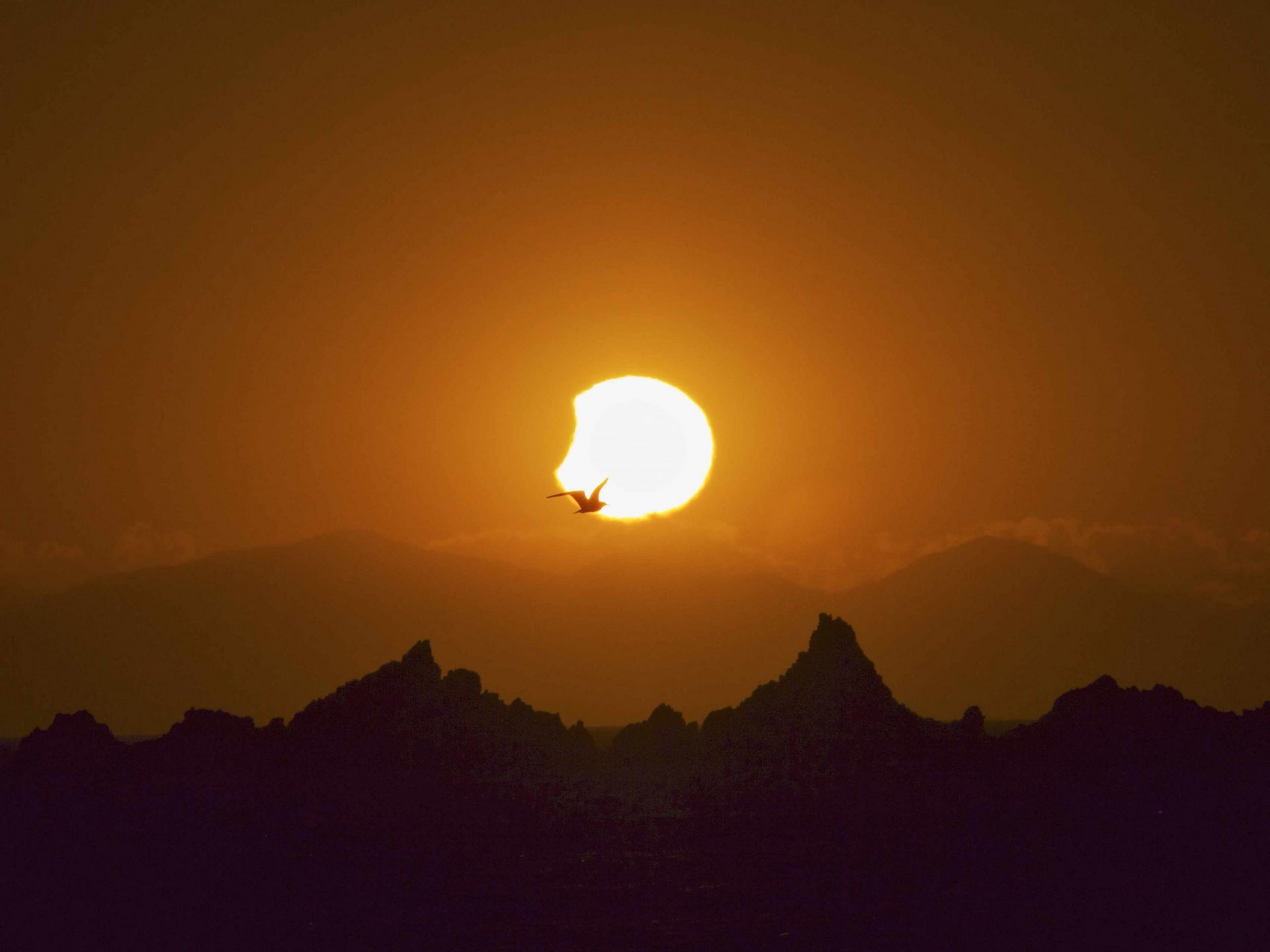 gaviota y puesta de sol del eclipse solar