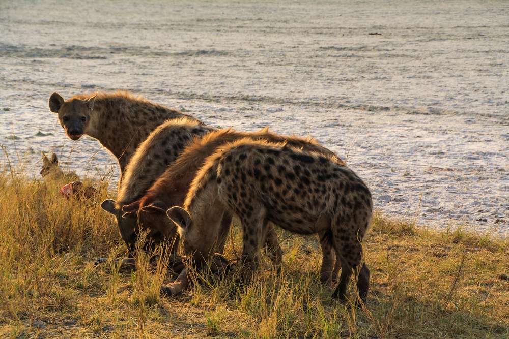 Cuatro hienas en primer plano comiendo, otras en el fondo parcialmente ocultas por la hierba marrón