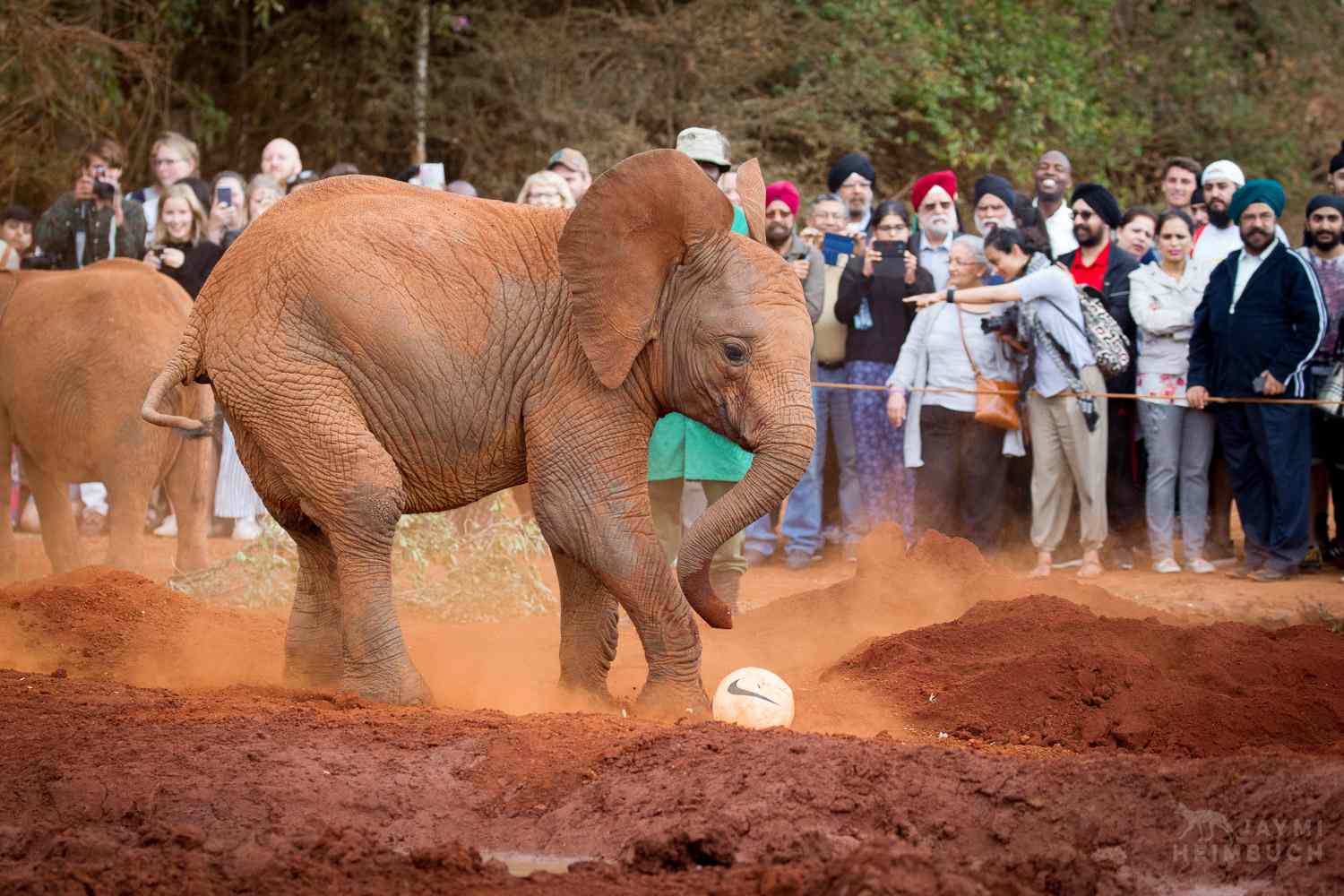 Las crías de elefante tienen una segunda oportunidad de aprender a jugar, socializar y adquirir las habilidades que necesitarán para volver a la naturaleza