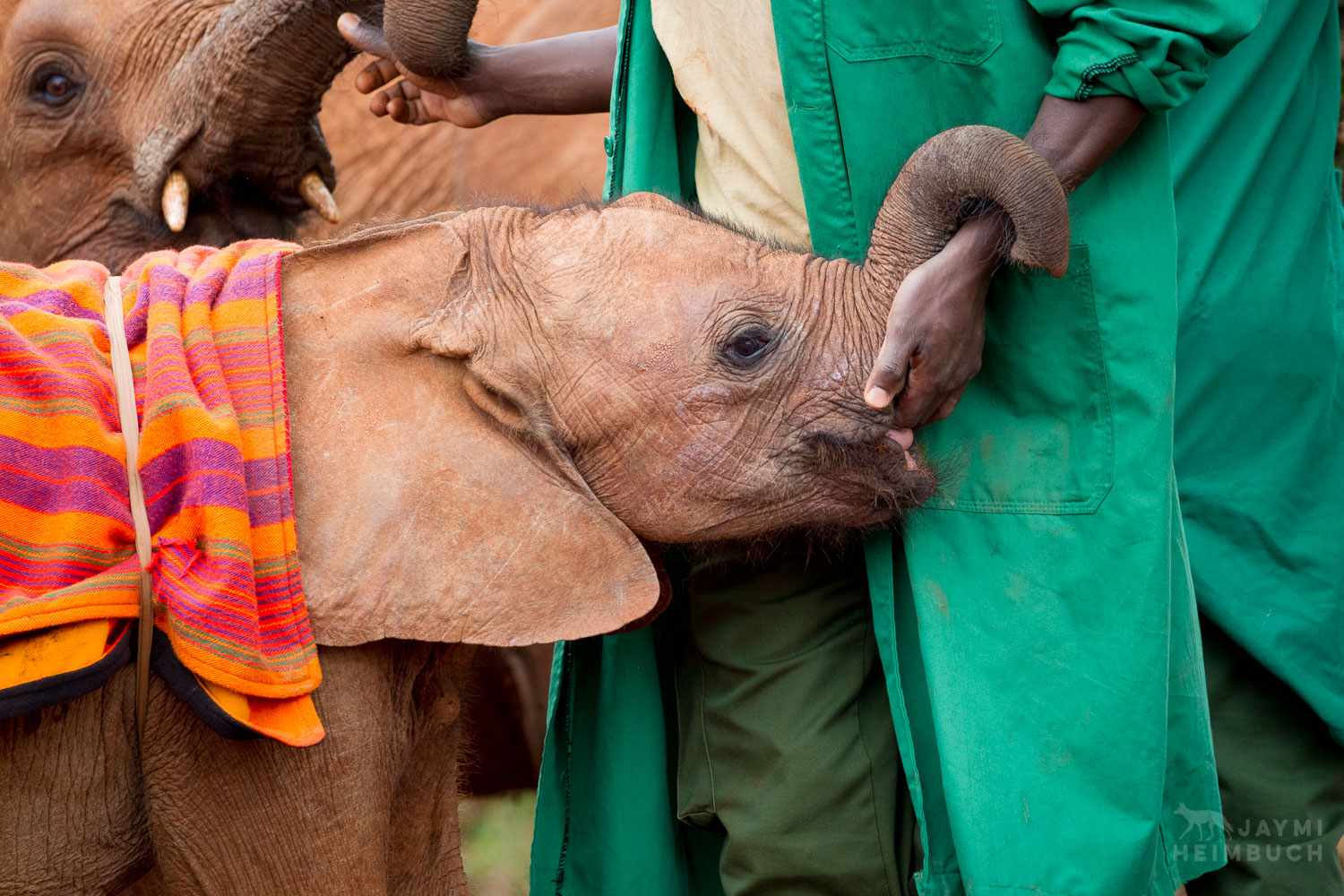 Los elefantes se quedan huérfanos por diversas razones, pero sea cual sea el motivo, reciben una segunda oportunidad gracias al trabajo de la Fundación David Sheldrick para la Vida Silvestre.