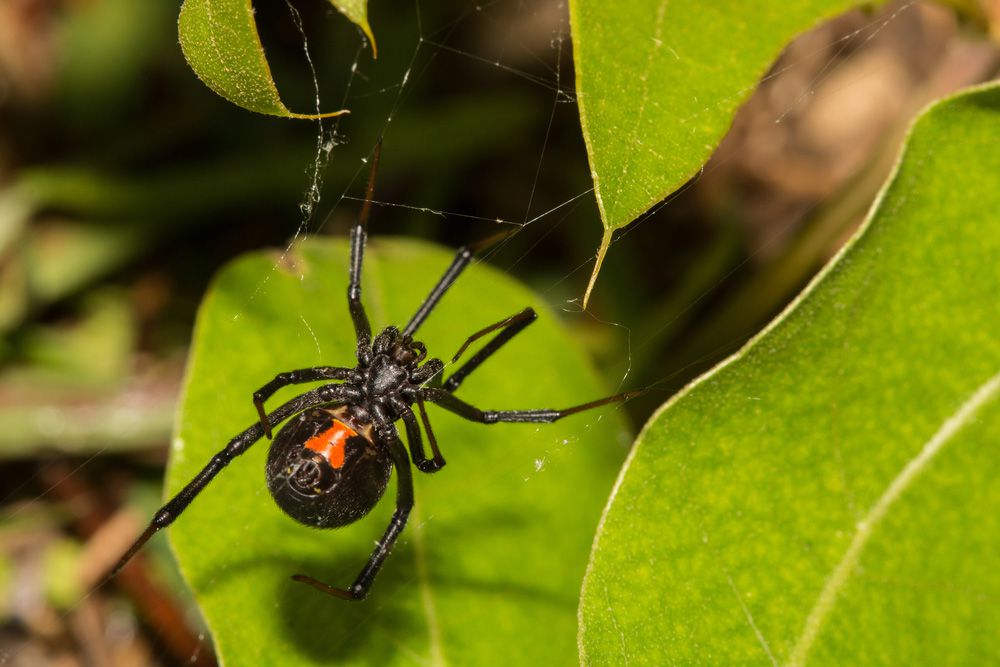Una araña viuda negra haciendo una red cerca de tres hojas verdes