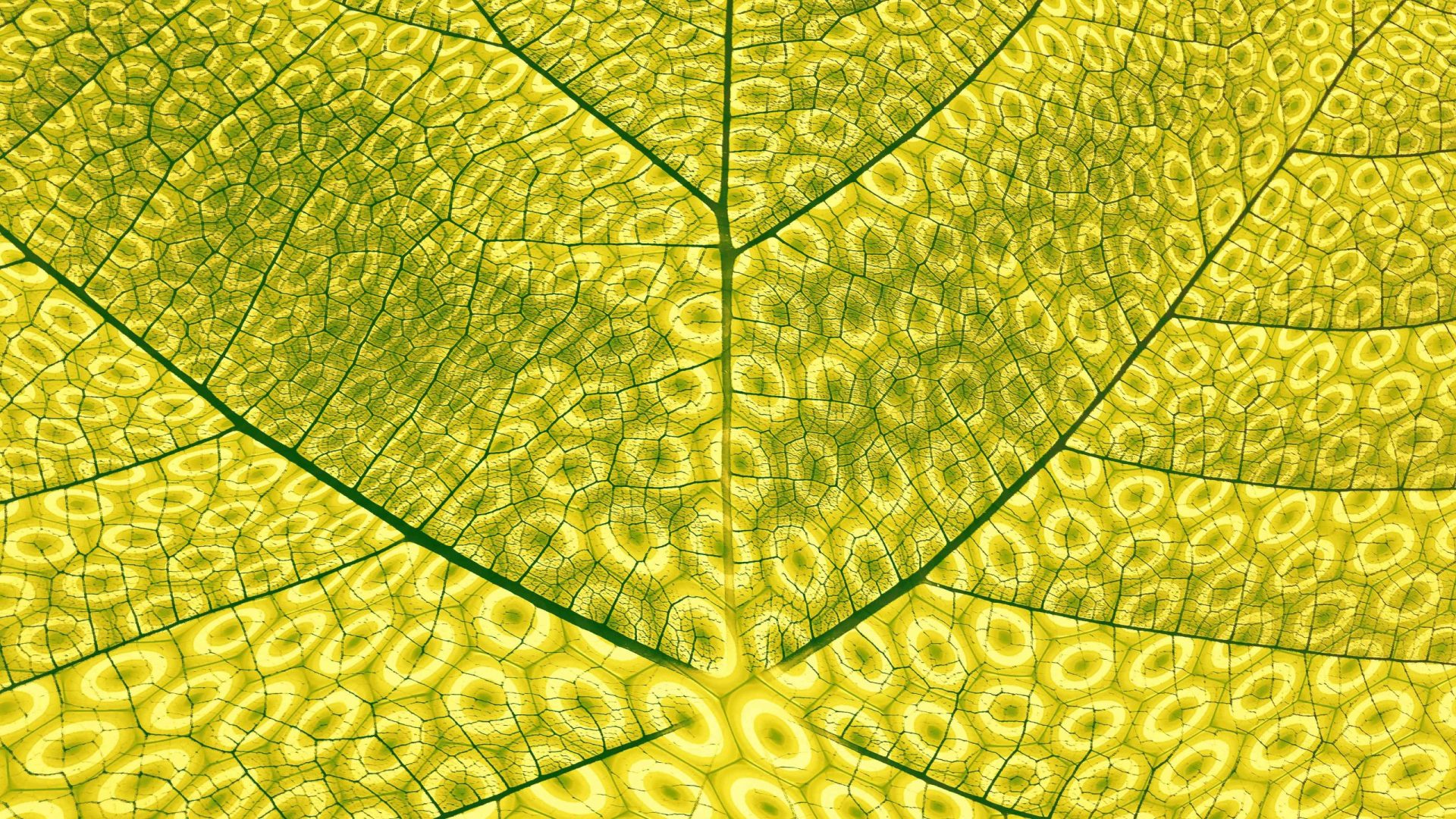 Primer plano de una hoja mostrando la fotosíntesisi