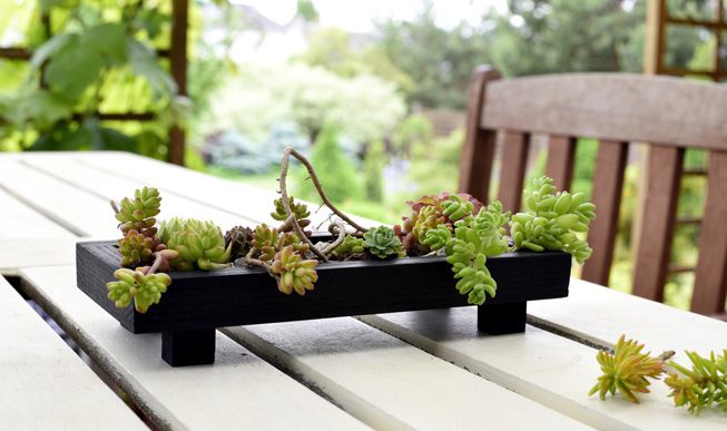 Un jardín en miniatura con suculentas