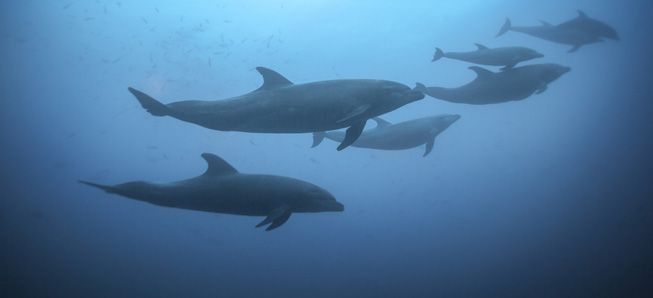 Una pequeña manada de delfines nadando bajo el agua