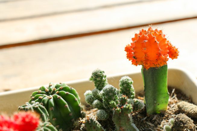 Un cactus y su flor plantados en una bandeja de jardín