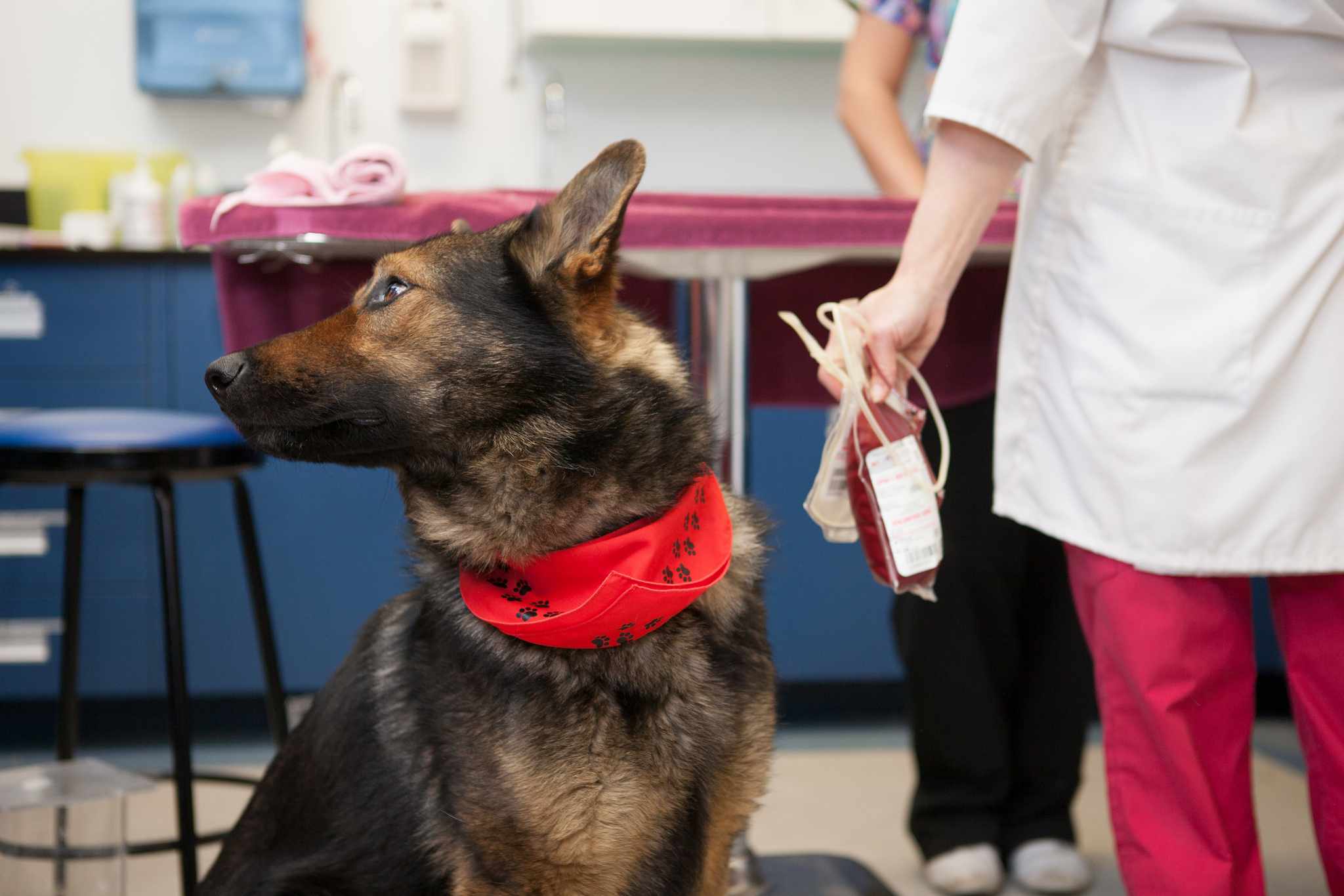 Un perro policía de Edmonton, Alberta, se relaja tras donar sangre