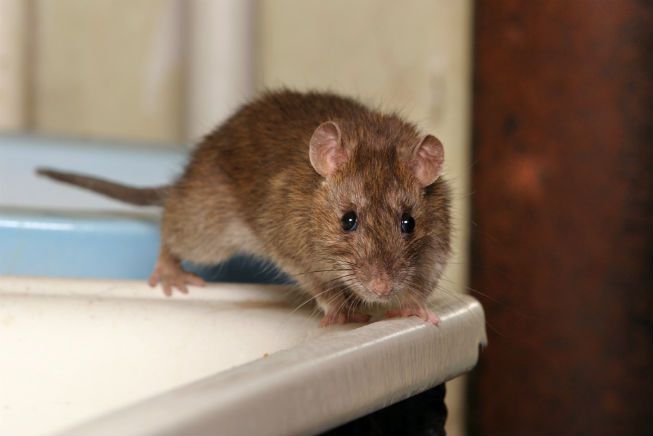 Una rata se escabulle en un fregadero