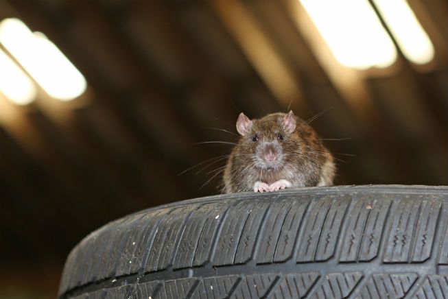 Una rata se sienta sobre unos neumáticos en un garaje