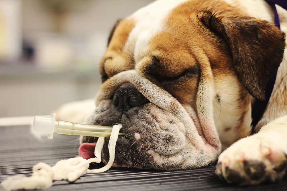 bulldog recovering at the vet