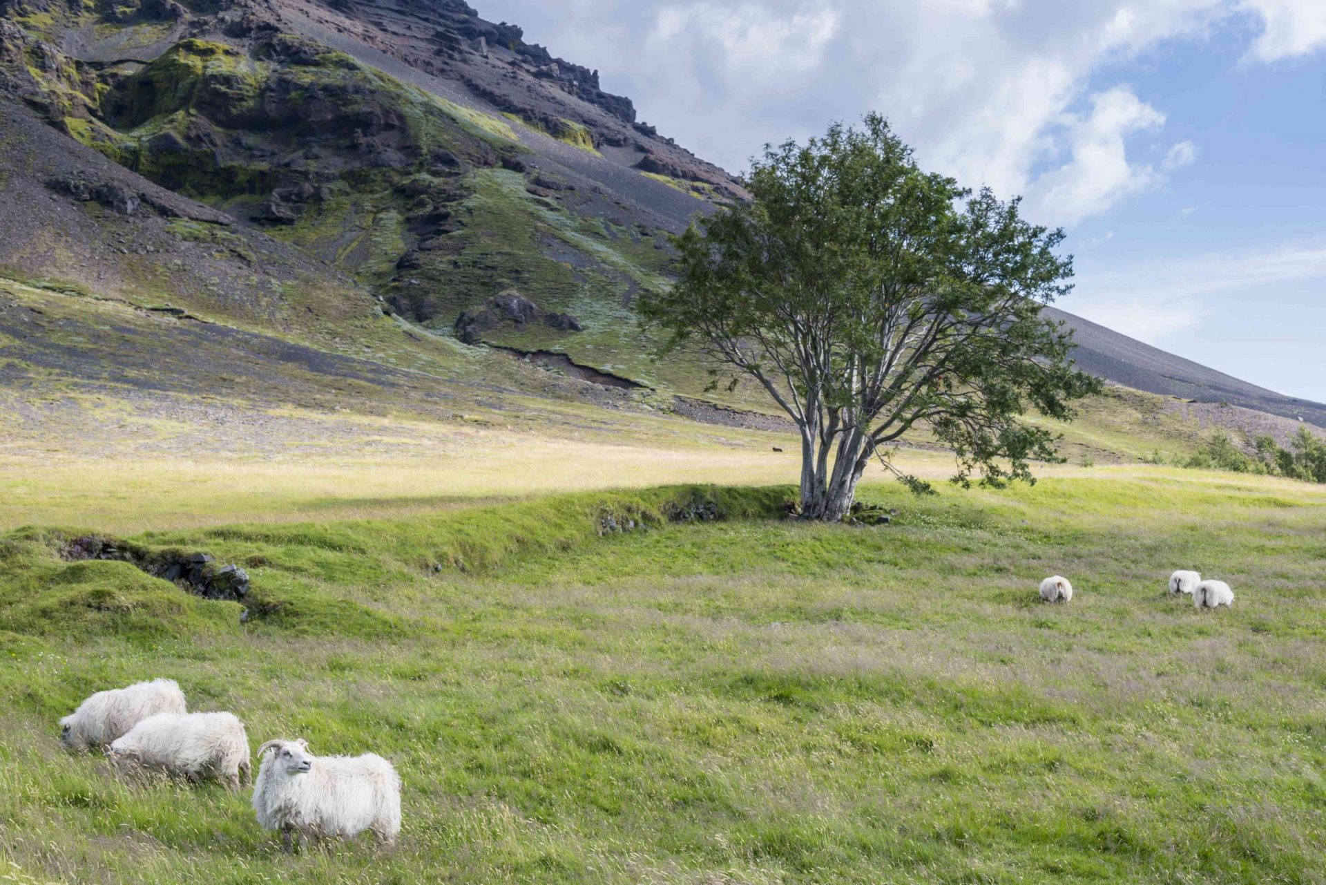pastoreo de ovejas en el sur de Islandia
