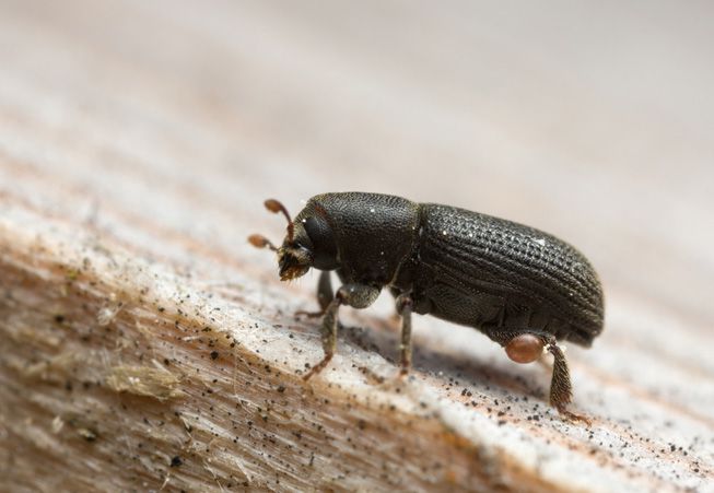 Un escarabajo de la corteza se arrastra por la madera
