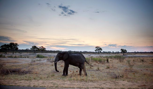 Un elefante se queda solo en el Parque Nacional Hwange de Zimbabue