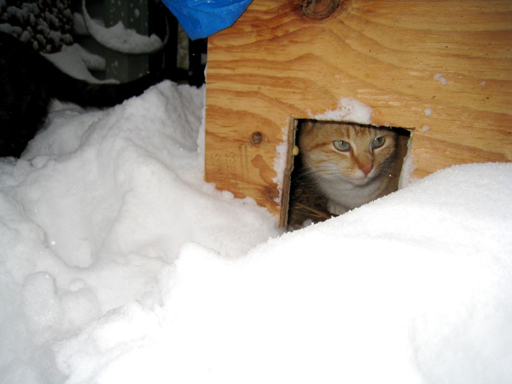 Un gato se refugia de la nieve