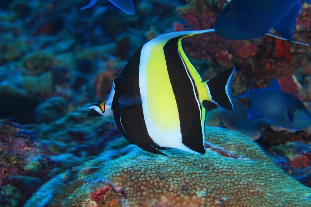 Un ídolo moro negro, blanco y amarillo nadando en un arrecife de coral