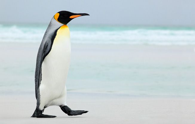 Un pingüino rey se abre paso por el hielo