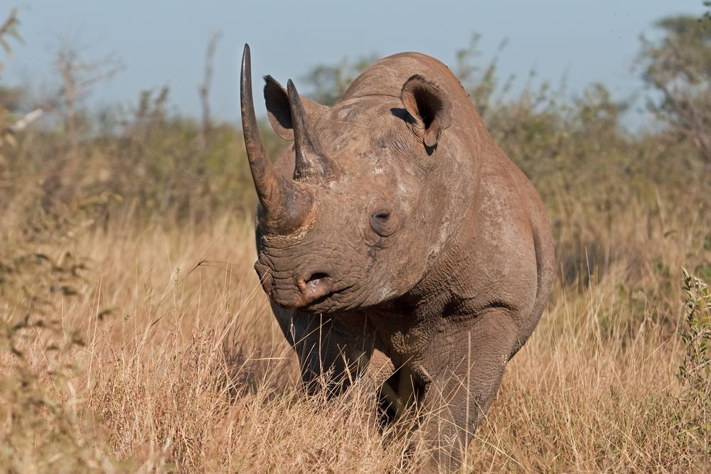 Un rinoceronte africano