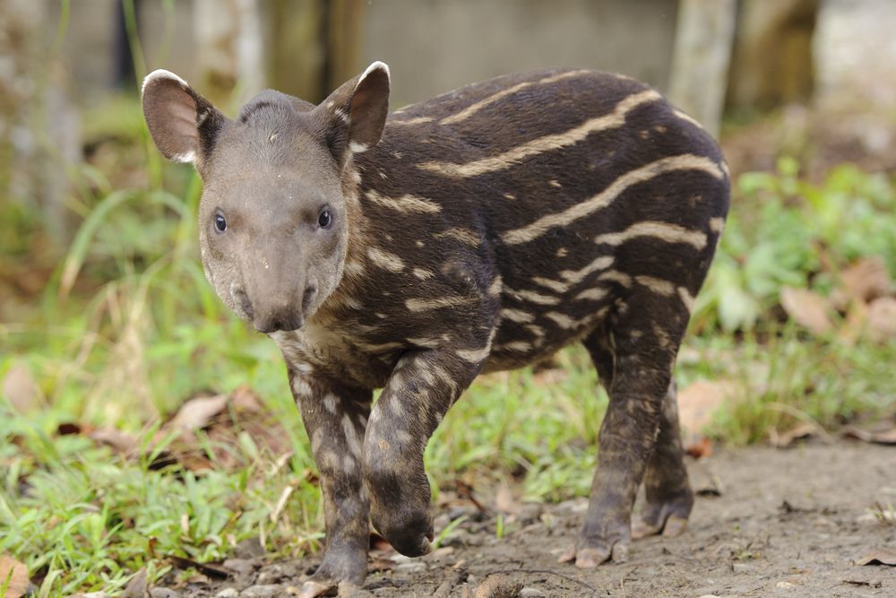 Bebé de tapir con marcas distintivas de camuflaje