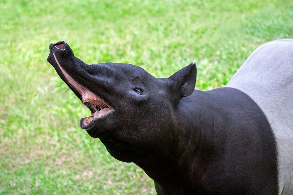 Un tapir sostiene su nariz prensil con la boca abierta