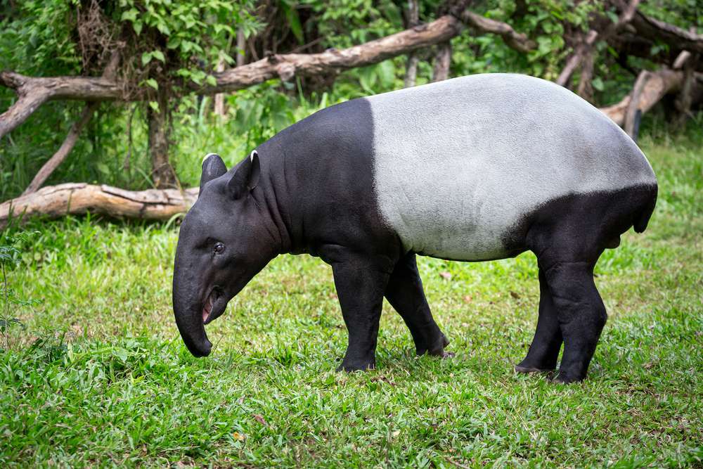 El tapir forrajeando en la hierba