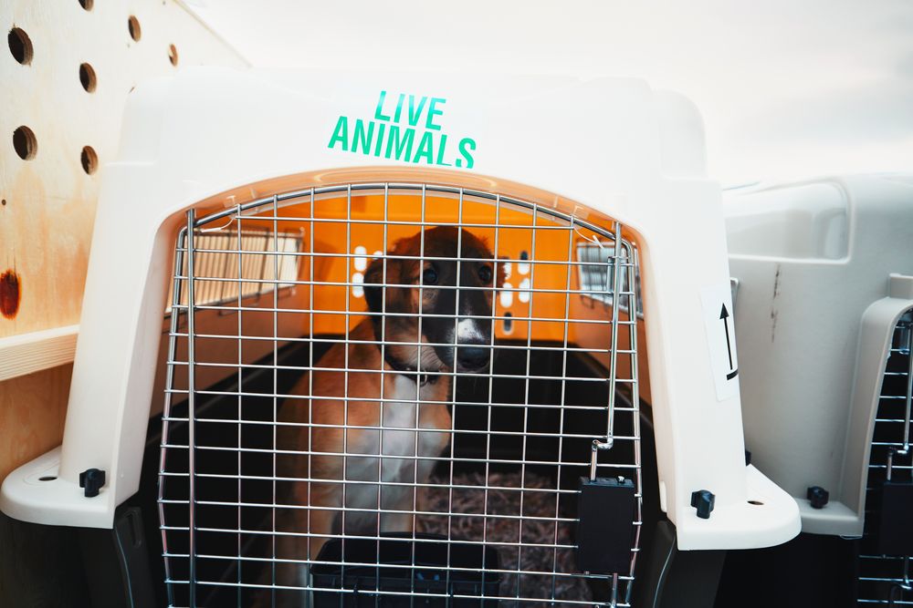 perro en una jaula en el aeropuerto