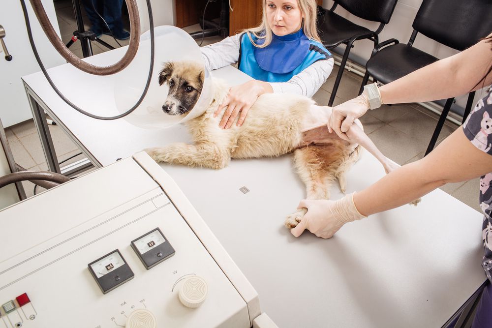 el perro se prepara para una radiografía