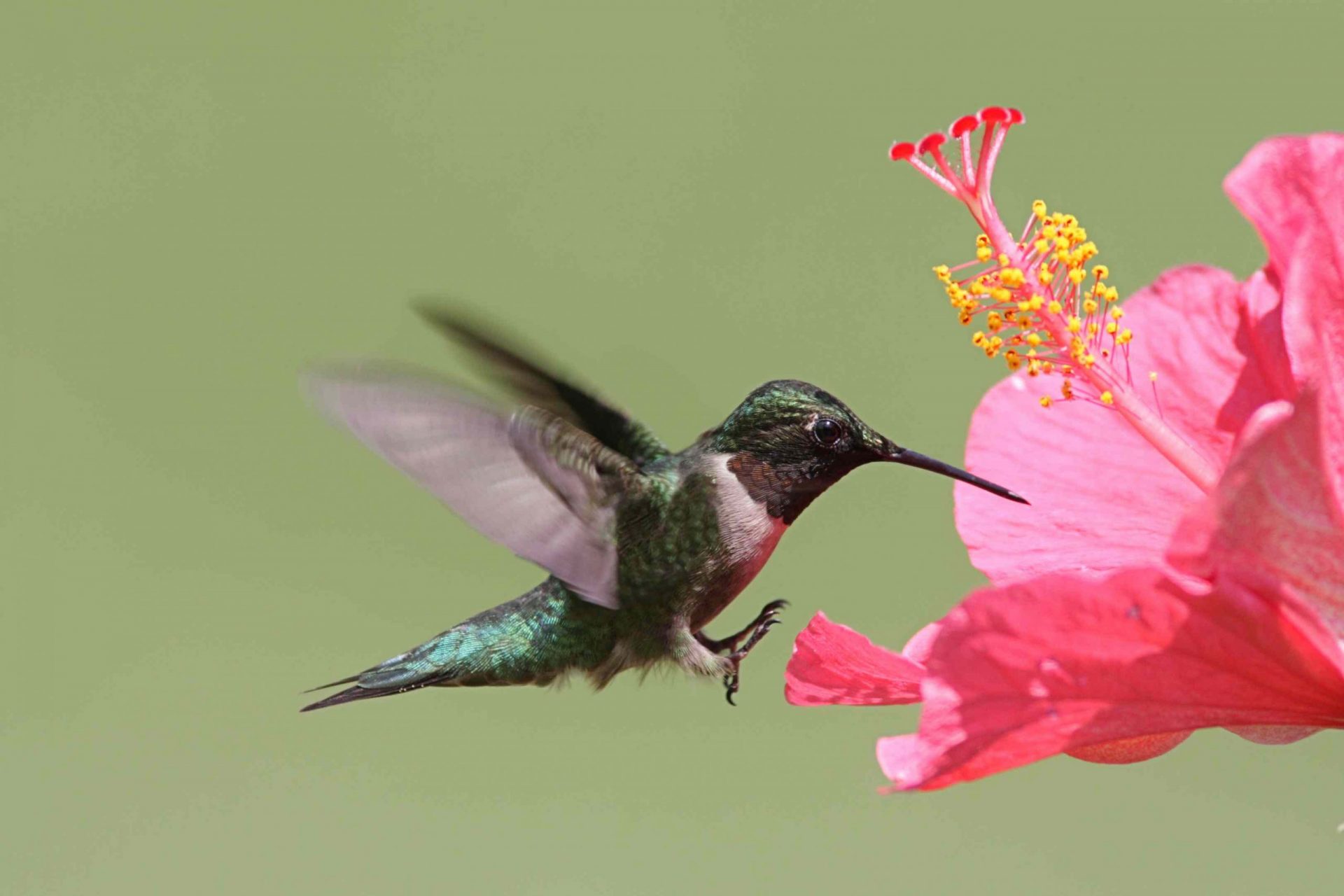 colibrí garganta de rubí, Archilochus colubris