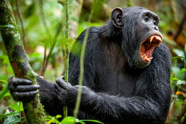 Un chimpancé grita desde un árbol