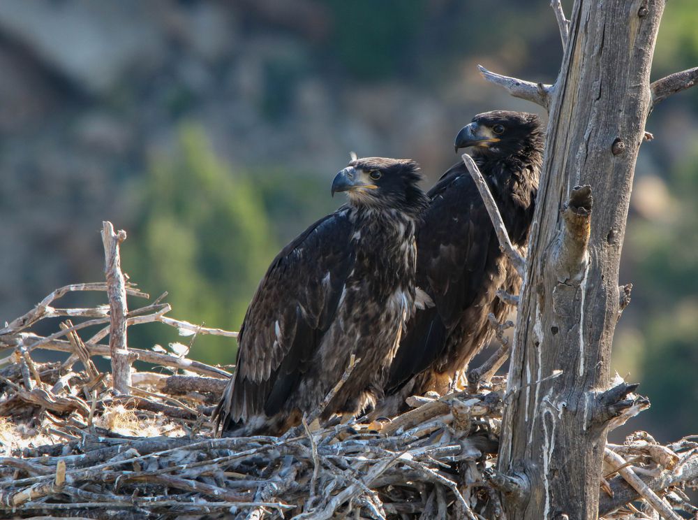 dos águilas volantonas en un nido