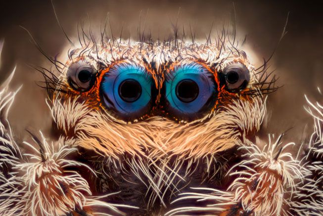 Un primer plano de los cuatro ojos de una araña saltadora