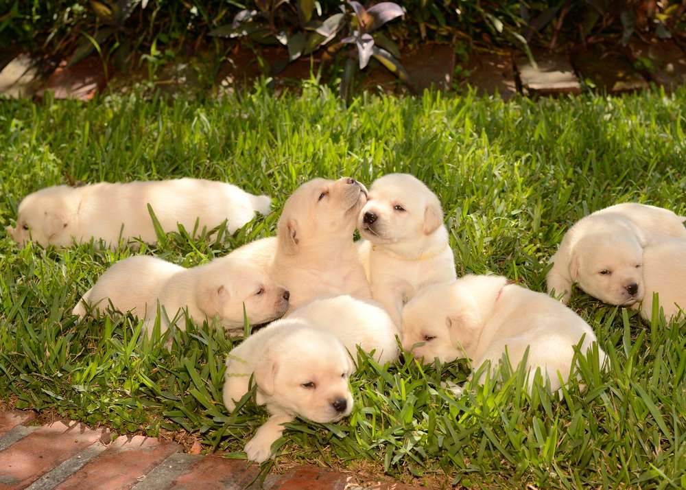 cachorros de retriever en la hierba