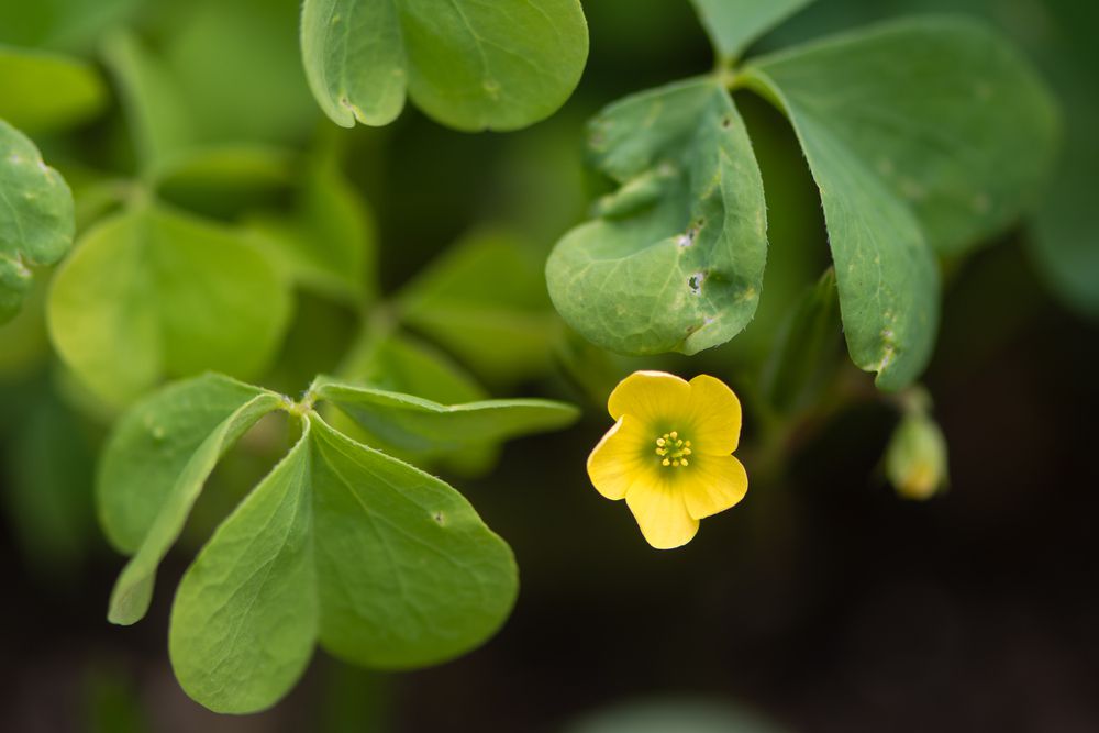 Oxalis stricta weed