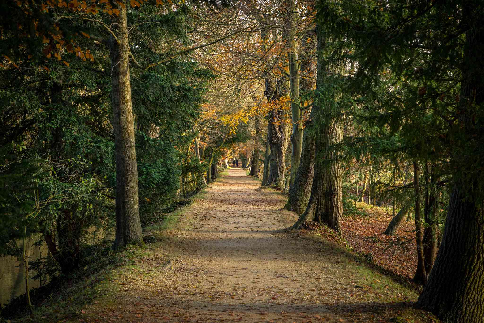 un camino arbolado cubierto de hojas con árboles de hojas verdes, amarillas y rojas a ambos lados del camino