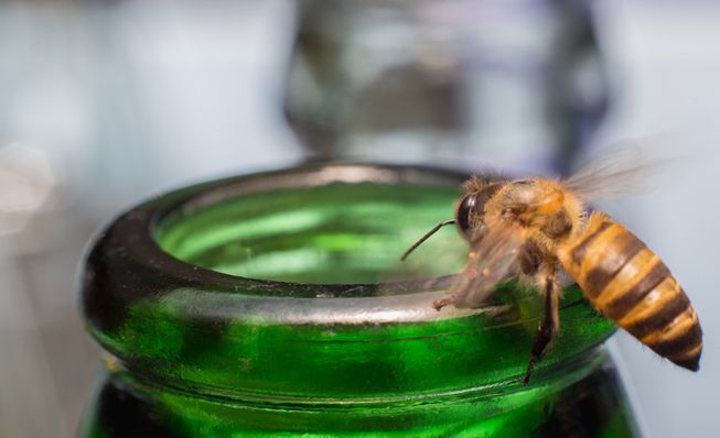 Una abeja se arrastra por la parte superior de una botella de refresco